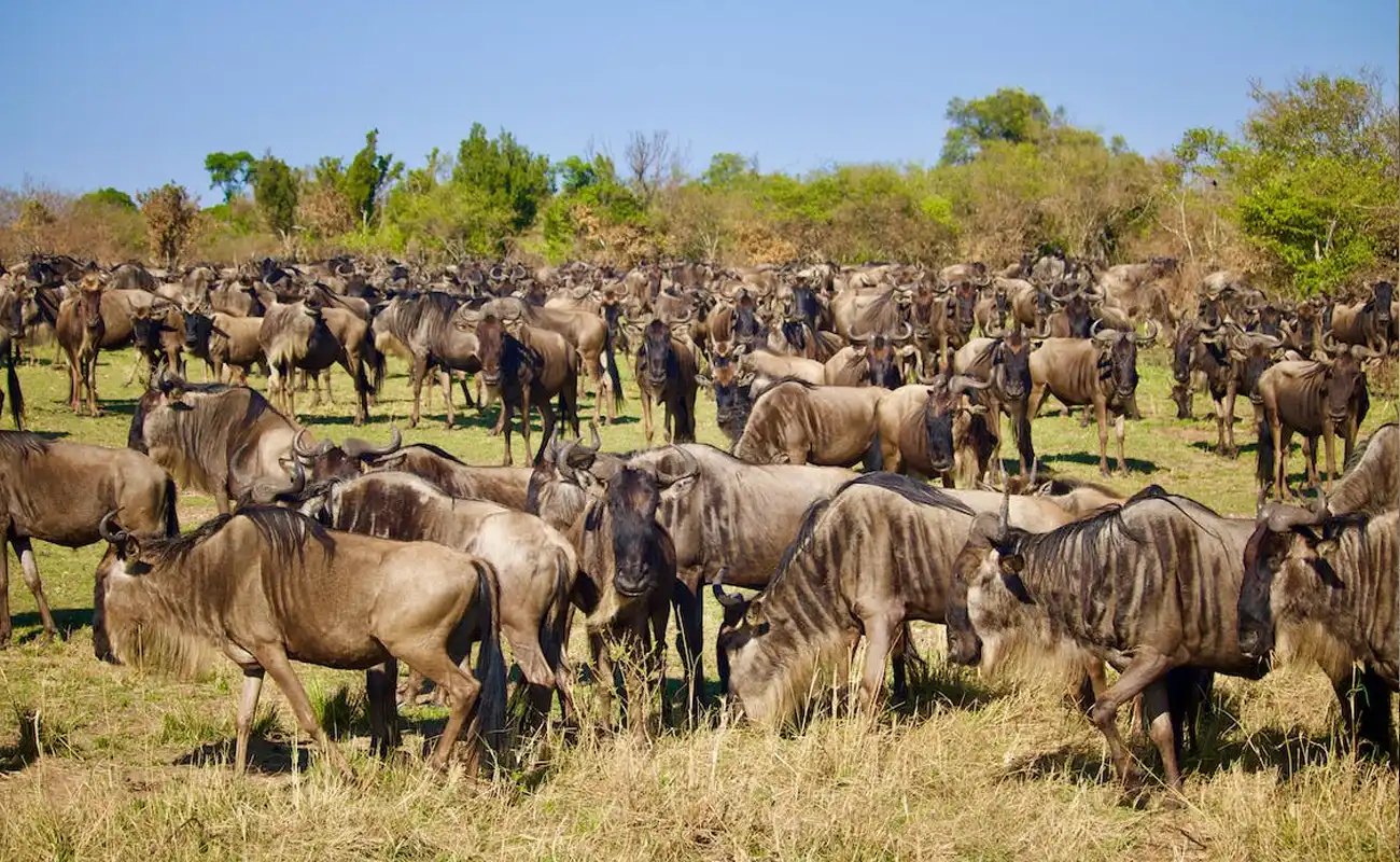 8 Days Great Wildebeest Migration Safari