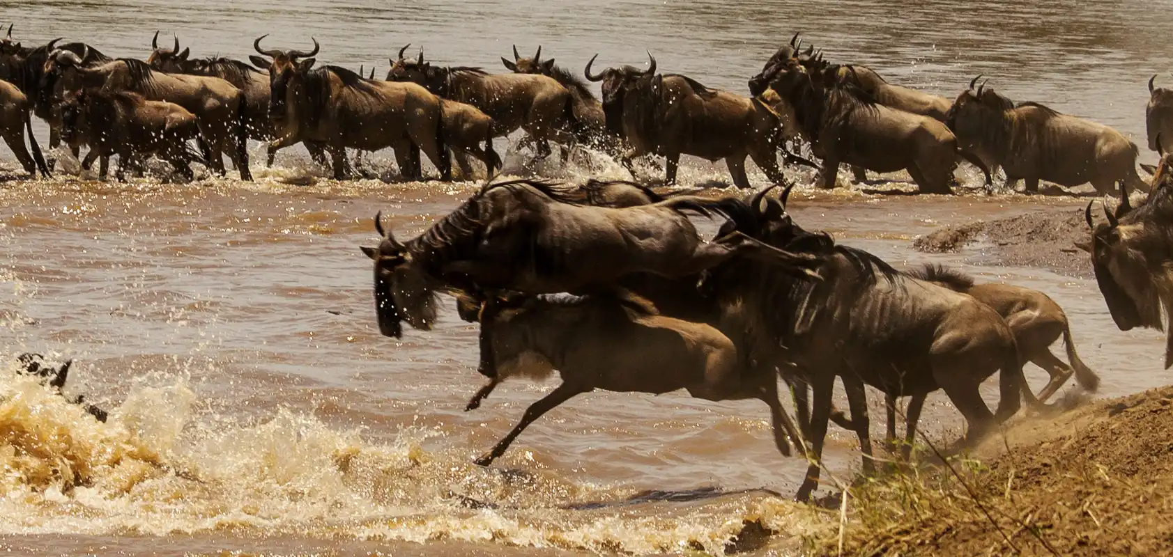 Serengeti Great Wildebeest Migration Safari With 2Brothers Tanzania