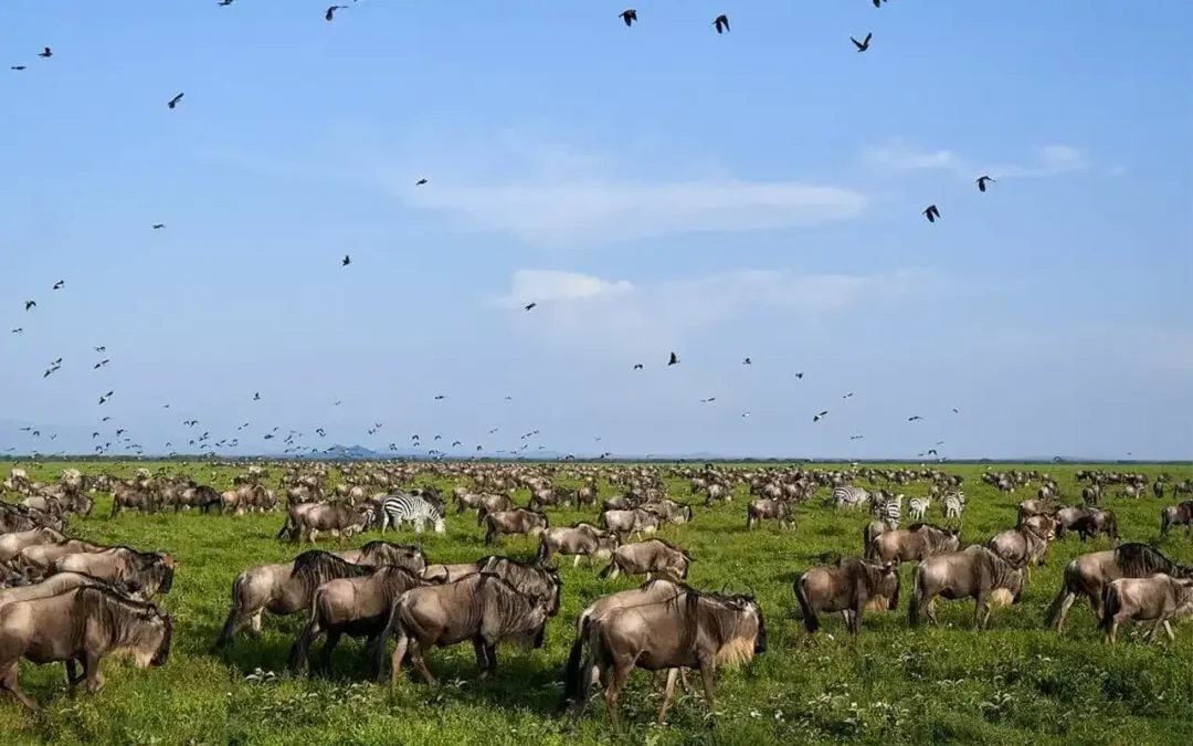 5 Intriguing Insights Into Wildebeest Migration Facts