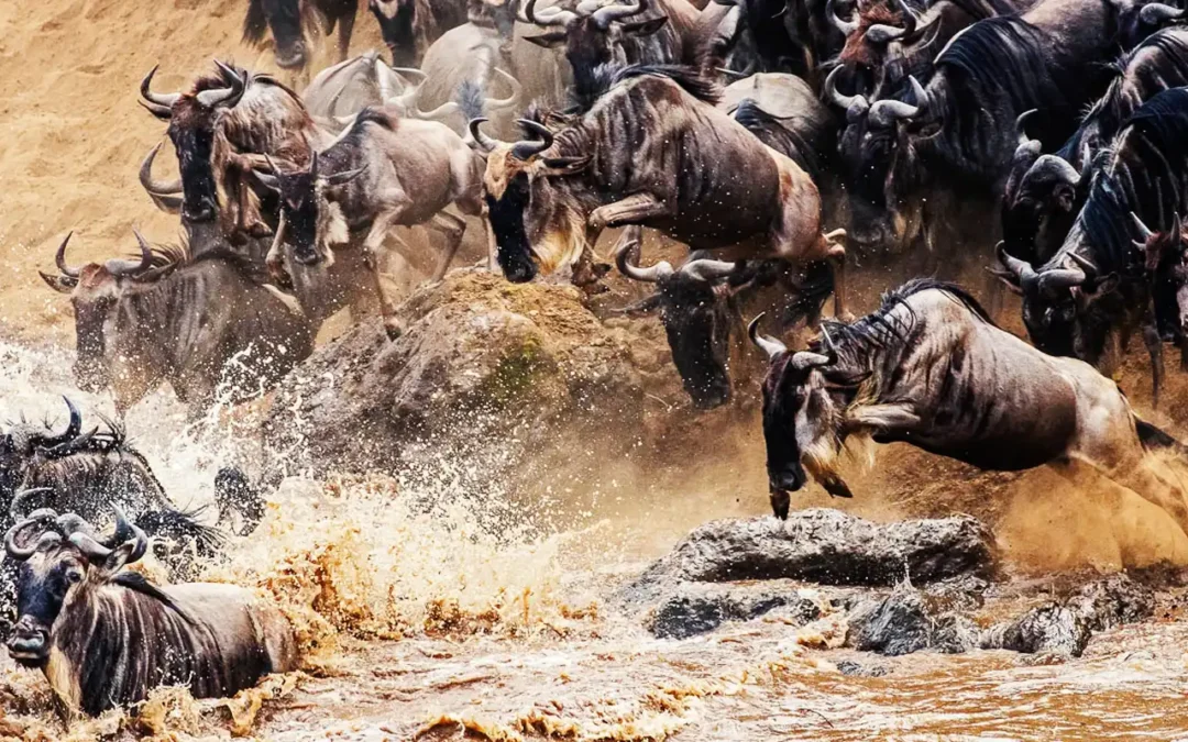 Start a Journey of Wonder: The Serengeti Great Wildebeest Migration