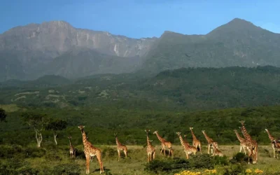 Arusha National Park Day Trip