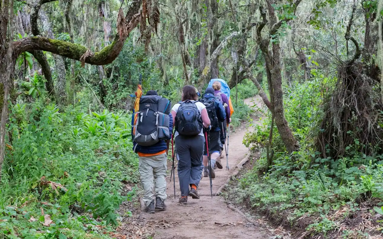 Kilimanjaro Climb Day Trip