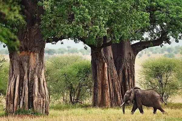 Tarangire national Park