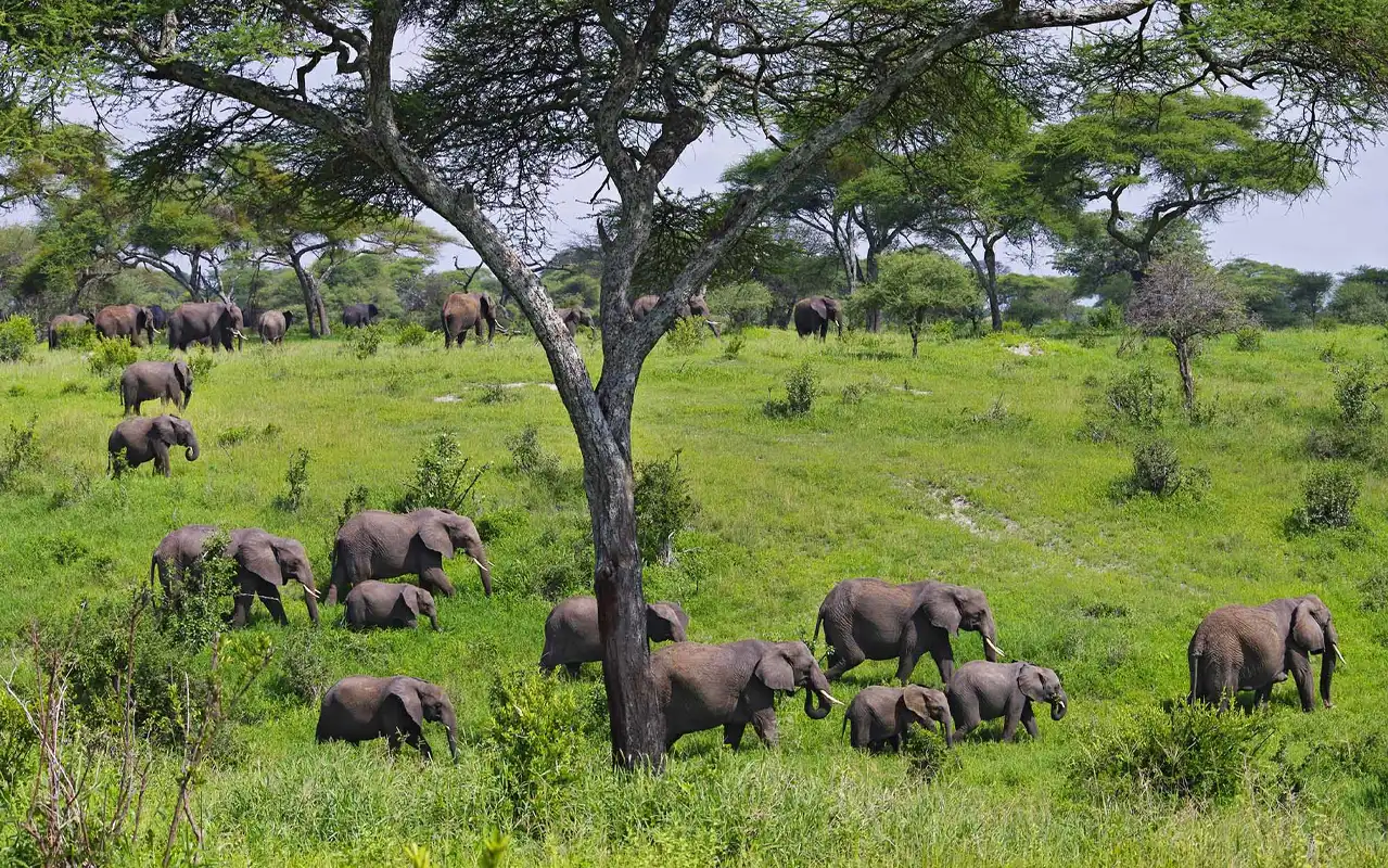 Tarangire National Park Day Trip