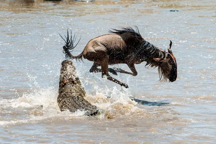 The Role of Predators in Shaping the Migration